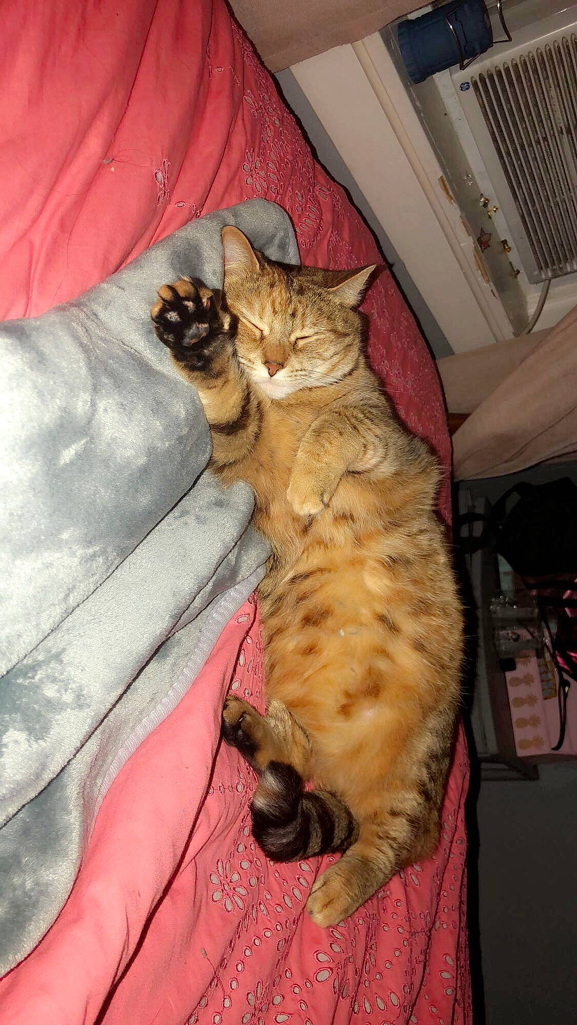 Eleanor is registered to the contest to win money with this photo: asian, bengal, carnivore, cat, dragon_li, egyptian_mau, european_shorthair, fawn, felidae, kitten, mammal, ocicat, pixie_bob, savannah, small_to_medium_sized_cats, sokoke, tabby_cat, toyger, whiskers