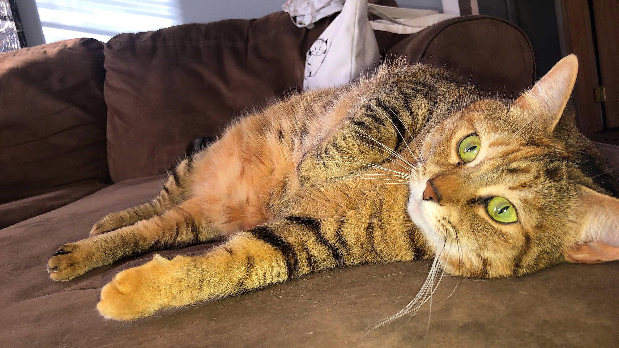 Eleanor joined the competition — help win amazing prizes! american_shorthair, asian, australian_mist, california_spangled, carnivore, cat, claw, domestic_long_haired_cat, domestic_short_haired_cat, dragon_li, european_shorthair, felidae, fur, mammal, paw, pixie_bob, small_to_medium_sized_cats, tabby_cat, toyger, whiskers