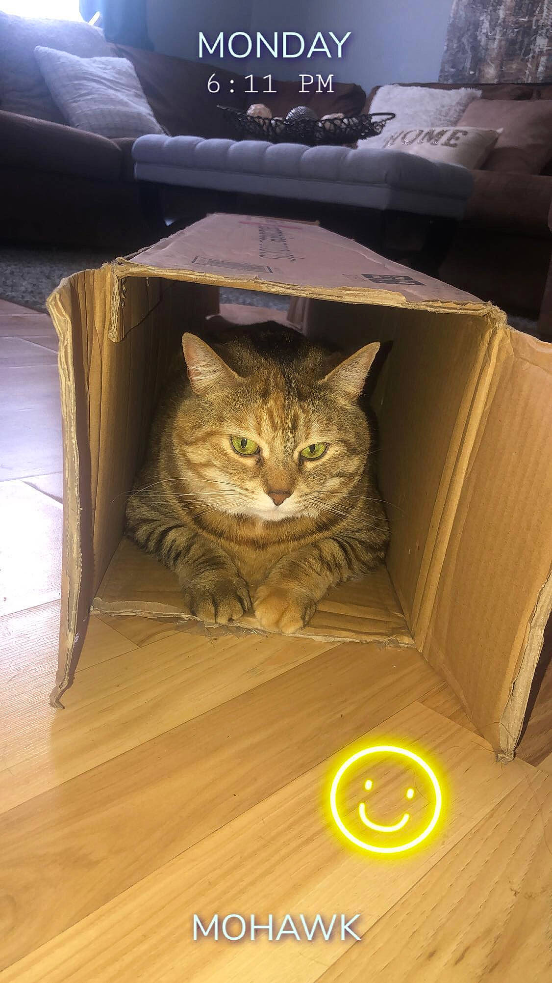 Eleanor is registered to the contest to win money with this photo: american_shorthair, asian, bengal, box, california_spangled, carnivore, cat, domestic_short_haired_cat, dragon_li, european_shorthair, felidae, floor, kitten, maine_coon, ocicat, pixie_bob, small_to_medium_sized_cats, tabby_cat, whiskers, wood