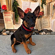 Lightning joined the competition — help win amazing prizes! puppy, dog, black_and_tan, red_collar, sitting, stone_floor, open_books, flowers, background, smiling, cute, young_dog, outdoor, decor, plants, rocks, pet, animal, portrait, happy