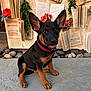 puppy, dog, black_and_tan, red_collar, sitting, stone_floor, open_books, flowers, background, smiling, cute, young_dog, outdoor, decor, plants, rocks, pet, animal, portrait, happy