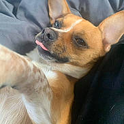 Peanut joined the competition — help win amazing prizes! dog, pet, tongue_out, close_up, brown, white, ears, lying_down, blanket, cozy, relaxed, fur, animal, cute, canine, indoor, soft, sleepy, resting, companion