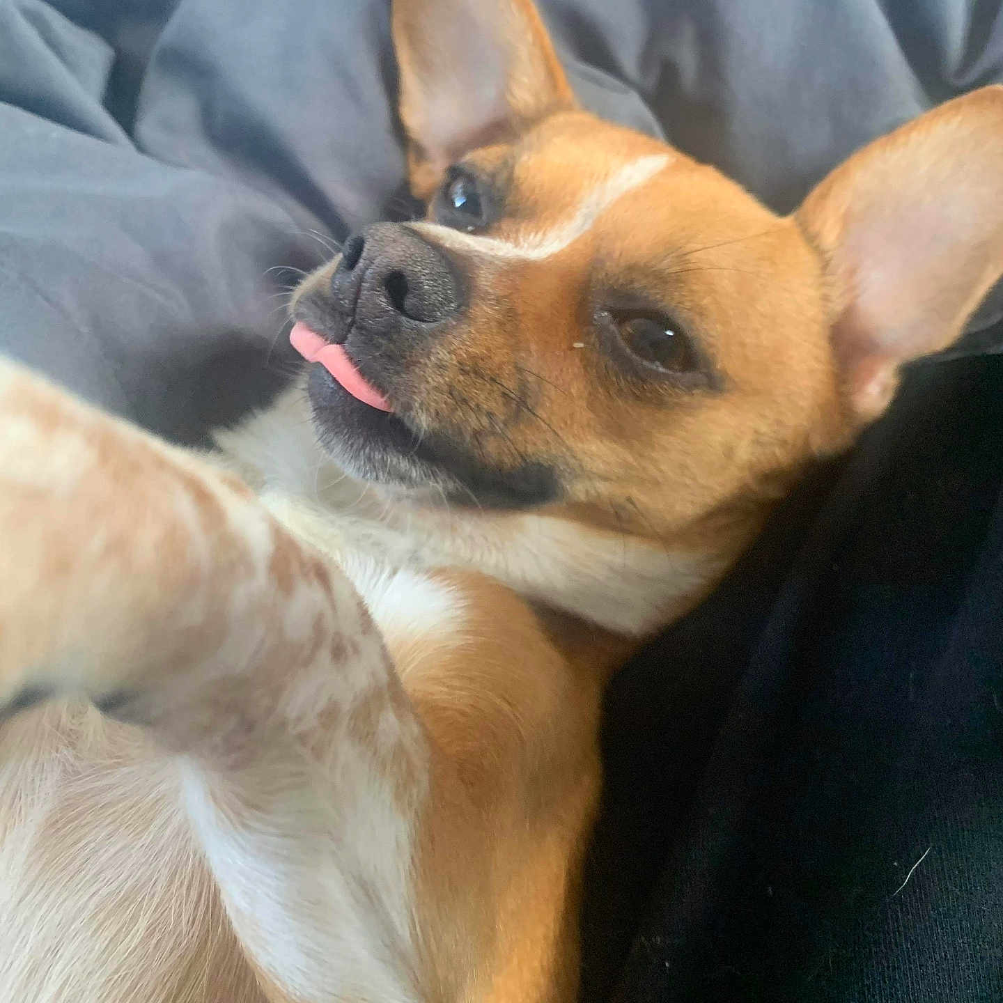 Peanut joined the competition — help win amazing prizes! animal, blanket, brown, canine, close_up, companion, cozy, cute, dog, ears, fur, indoor, lying_down, pet, relaxed, resting, sleepy, soft, tongue_out, white