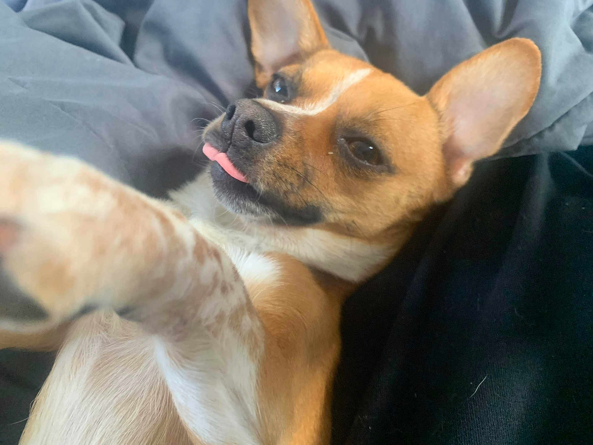 Peanut joined the competition — help win amazing prizes! dog, pet, tongue_out, close_up, brown, white, ears, lying_down, blanket, cozy, relaxed, fur, animal, cute, canine, indoor, soft, sleepy, resting, companion