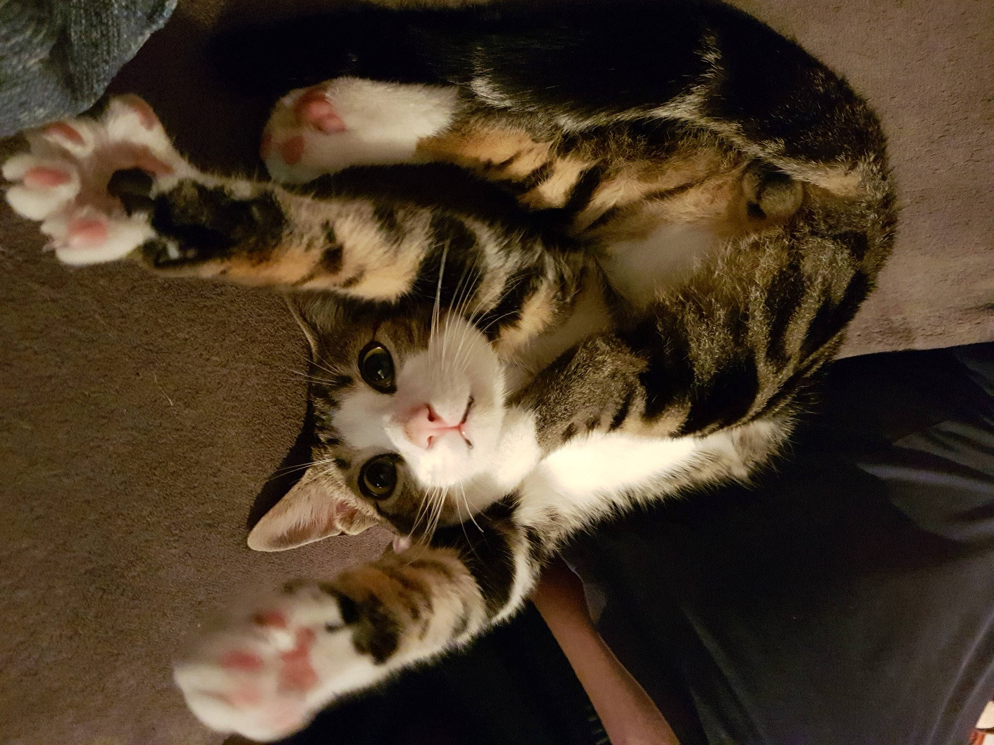 Oscar participe au concours pour gagner de l'argent avec cette photo : carnivore, cat, claw, comfort, domestic_short_haired_cat, felidae, fur, paw, small_to_medium_sized_cats, tail, whiskers