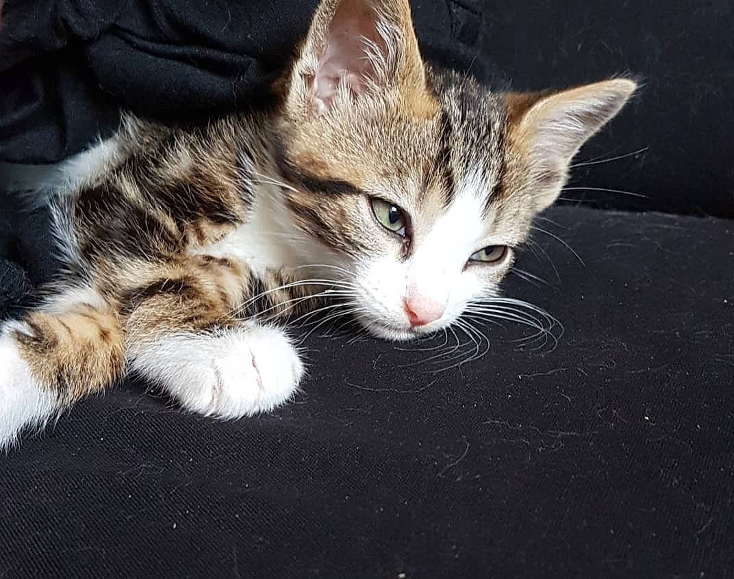 Oscar a rejoint le concours — aidez-le/la à gagner de superbes lots ! carnivore, cat, claw, domestic_short_haired_cat, felidae, foot, fur, paw, small_to_medium_sized_cats, snout, tail, terrestrial_animal, whiskers, wildlife