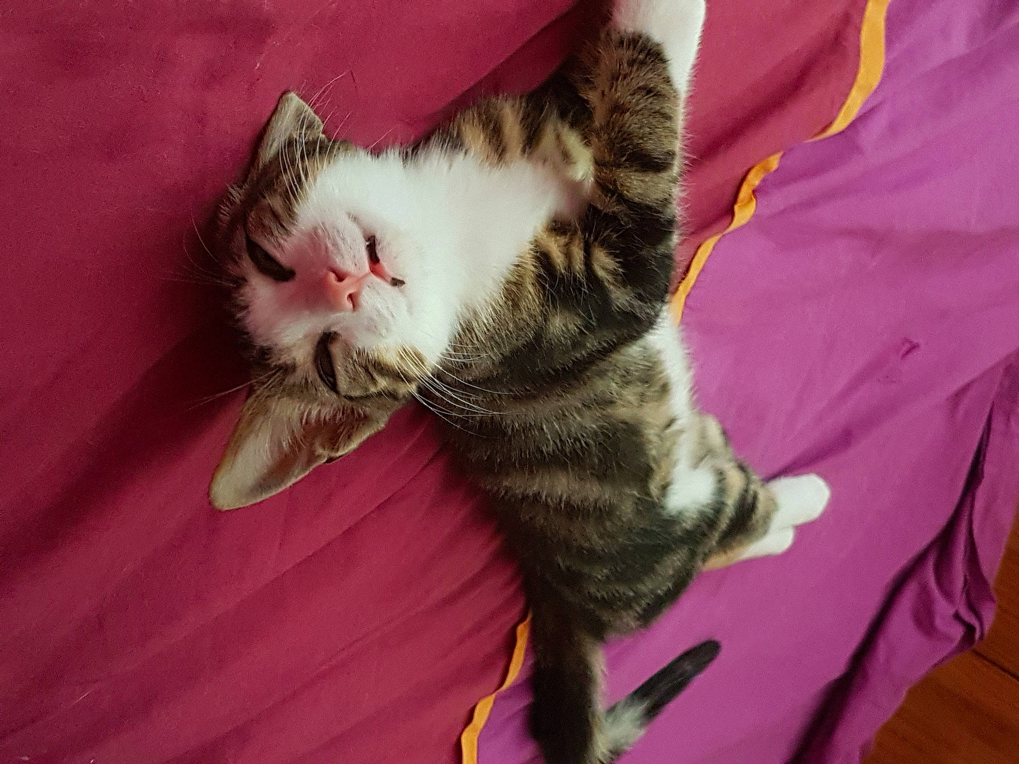 Oscar a rejoint le concours — aidez-le/la à gagner de superbes lots ! carnivore, cat, claw, comfort, domestic_short_haired_cat, felidae, fur, linens, magenta, paw, small_to_medium_sized_cats, snout, tail, whiskers