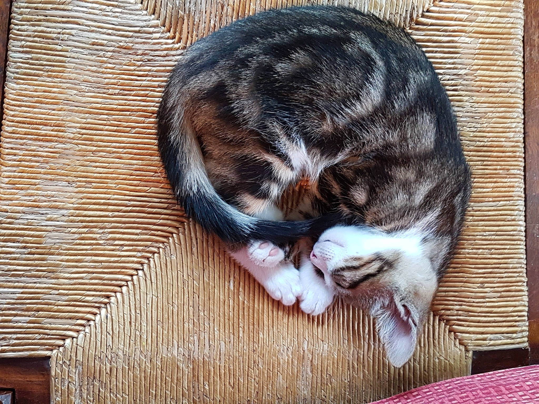 Oscar a rejoint le concours — aidez-le/la à gagner de superbes lots ! brown, carnivore, cat, claw, comfort, dog_breed, domestic_short_haired_cat, felidae, fur, hardwood, nap, paw, small_to_medium_sized_cats, snout, sporting_group, tail, terrestrial_animal, whiskers, wildlife, wood