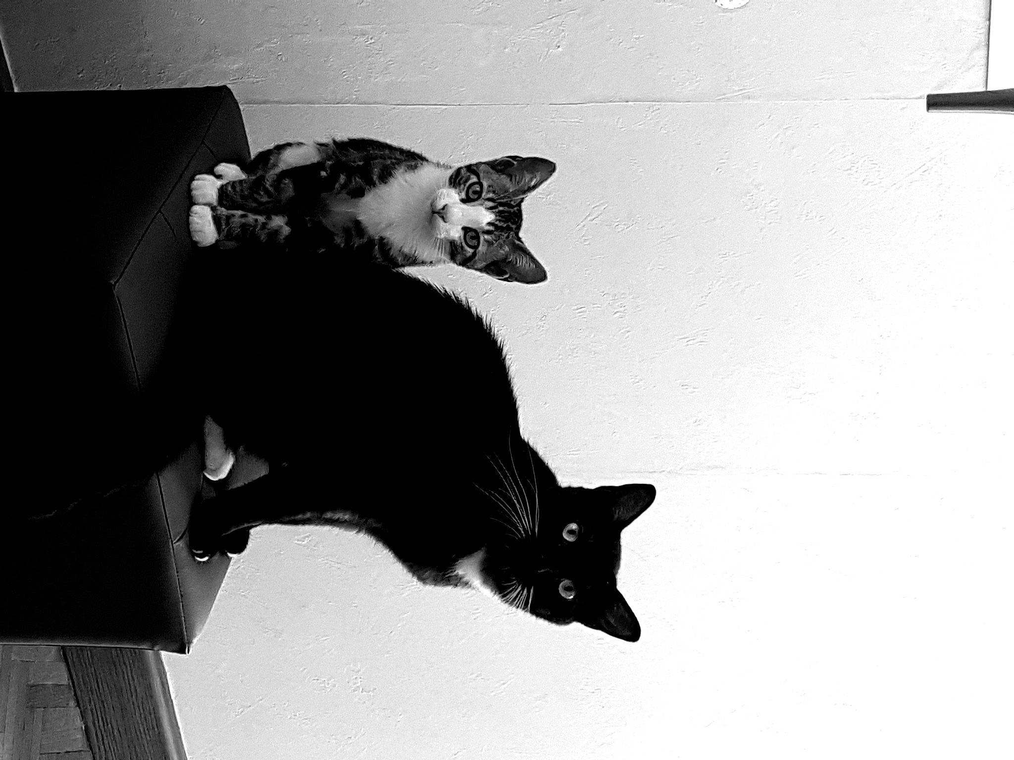 Maeko a rejoint le concours — aidez-le/la à gagner de superbes lots ! black, black_and_white, black_cat, carnivore, cat, dog_breed, felidae, fur, gesture, grey, mammal, monochrome, monochrome_photography, small_to_medium_sized_cats, snout, style, tail, tints_and_shades, vertebrate, whiskers