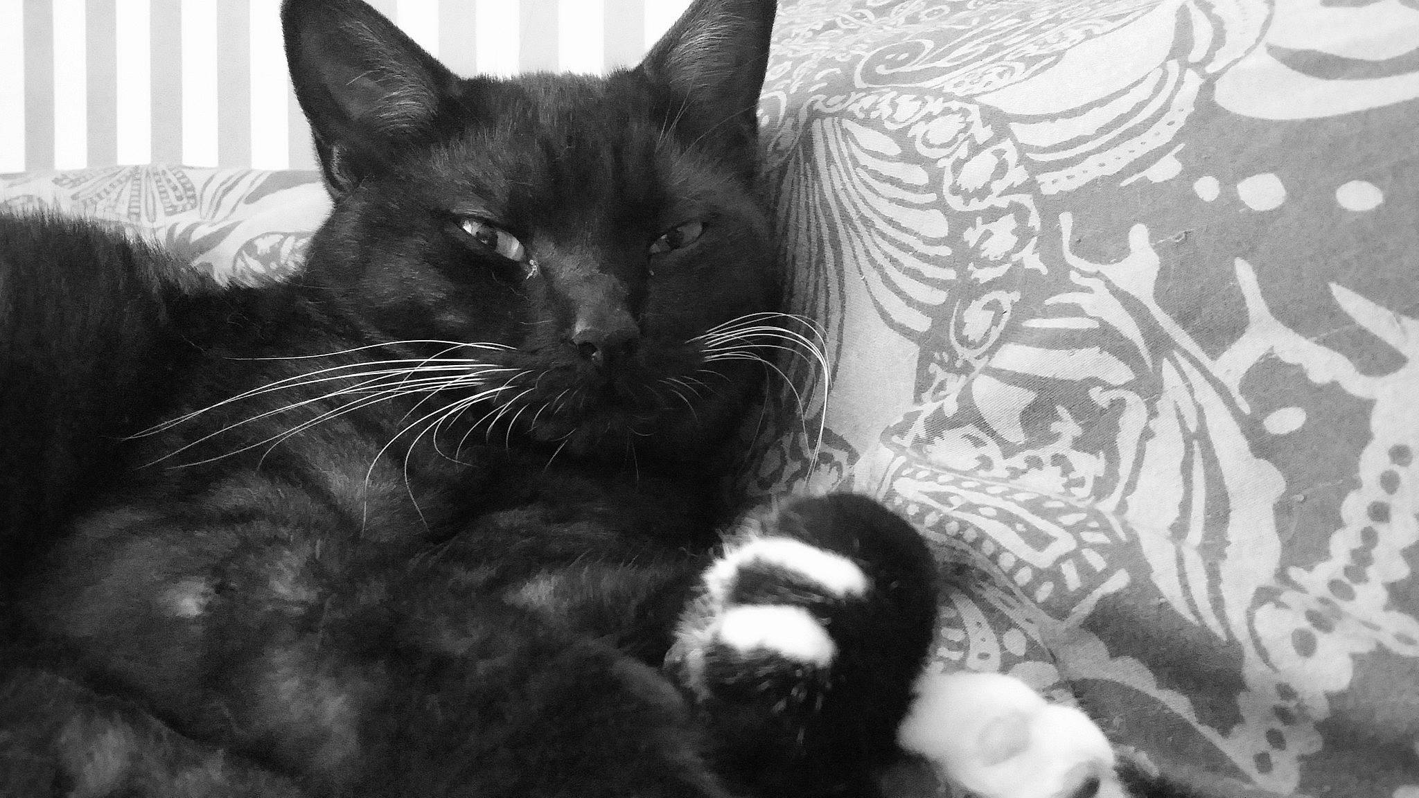 Maeko participe au concours pour gagner de l'argent avec cette photo : black, black_and_white, black_cat, bombay, carnivore, cat, felidae, grey, iris, mammal, monochrome, monochrome_photography, organism, small_to_medium_sized_cats, snout, style, tail, textile, vertebrate, whiskers