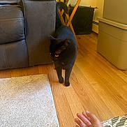 Luna joined the competition — help win amazing prizes! black_cat, cat, hand, wooden_floor, carpet, couch, furniture, table, indoor, home, pet, curious, approaching, animal, floor, living_room, cozy, domestic, watchful, tail