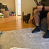 Luna joined the competition — help win amazing prizes! black_cat, cat, man, phone, couch, carpet, wooden_floor, indoor, living_room, toy, crocheted_mat, kitchen, refrigerator, box, socks, watch, furniture, pet, interaction, casual