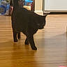 Luna is registered to the contest to win money with this photo: black_cat, cat, pet, indoor, wooden_floor, laser_pointer, walking, household_items, domestic, feline, flooring, home, animal, blurred, playful, shadow, tail, legs, fur, whiskers