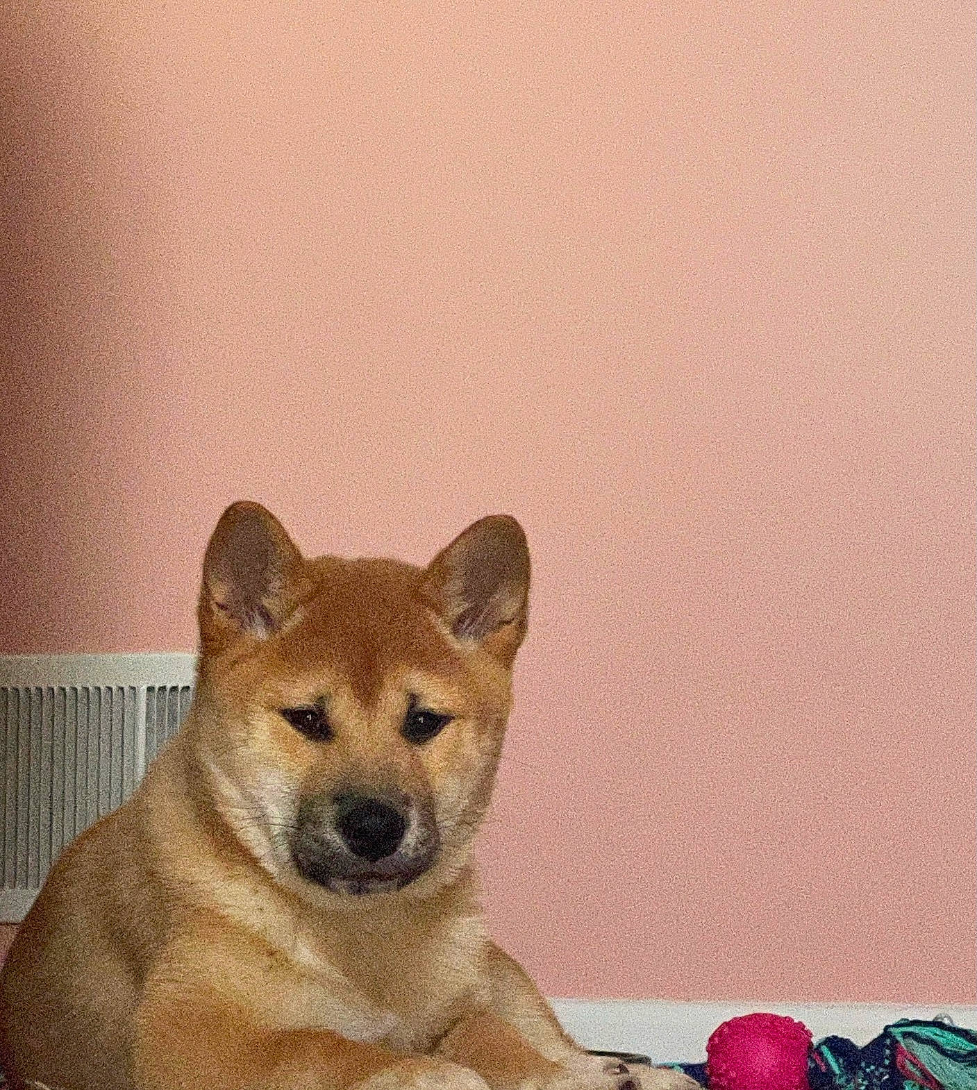 Balto joined the competition — help win amazing prizes! ancient_dog_breeds, art, ball, canidae, carmine, carnivore, companion_dog, dog, dog_breed, fawn, fruit, natural_foods, non_sporting_group, paint, painting, snout, tail, terrestrial_animal, whiskers, window