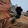 Lulua Le Chat participe au concours pour gagner de l'argent avec cette photo : cat, tabby, paw, couch, fabric, pattern, relaxed, indoor, pet, feline, whiskers, ears, tail, closeup, animal, home, texture, comfort, resting, cute
