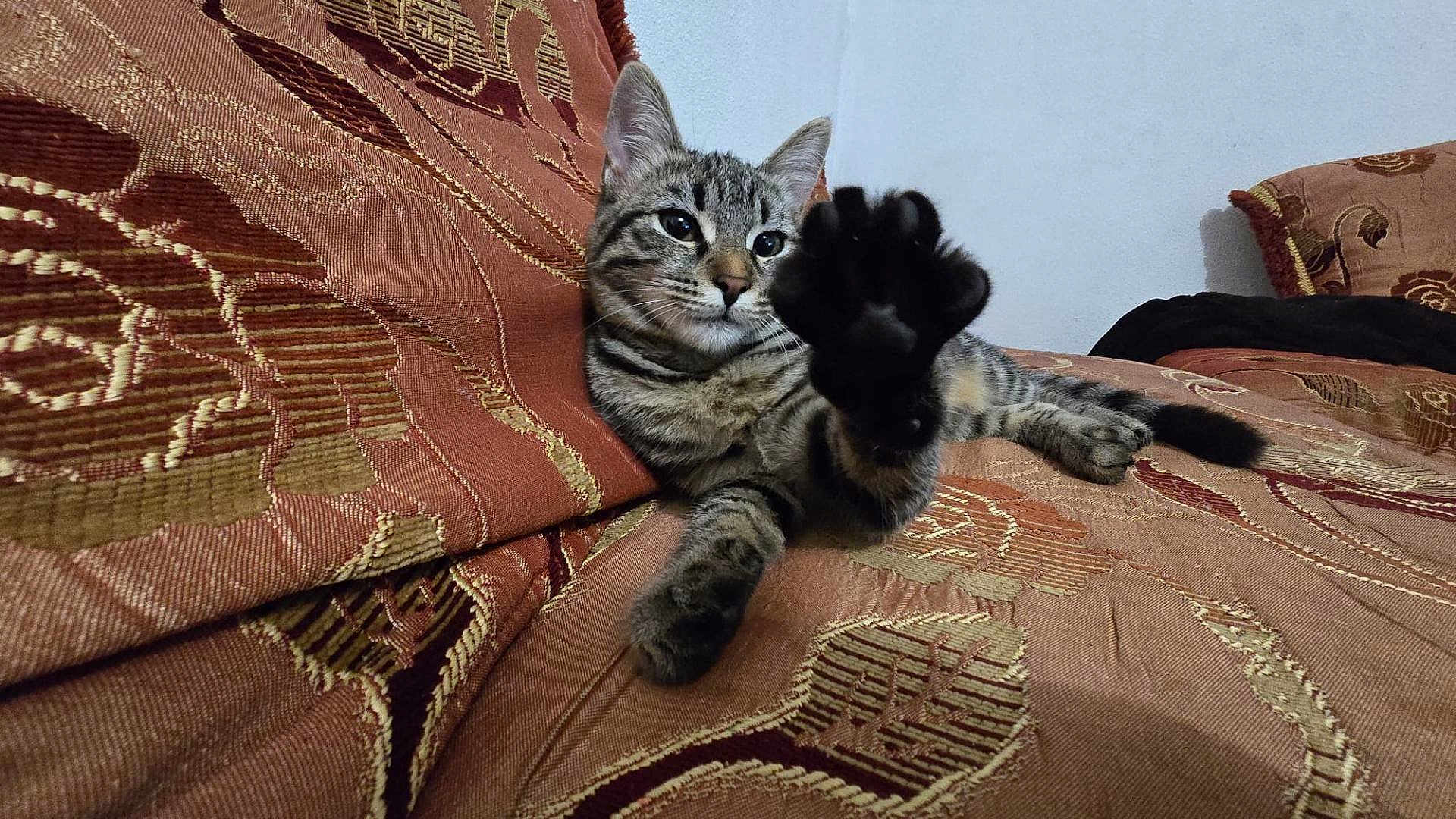 Lulua Le Chat participe au concours pour gagner de l'argent avec cette photo : cat, tabby, paw, couch, fabric, pattern, relaxed, indoor, pet, feline, whiskers, ears, tail, closeup, animal, home, texture, comfort, resting, cute