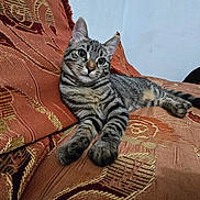 Lulua Le Chat a rejoint le concours — aidez-le/la à gagner de superbes lots ! cat, tabby_cat, feline, pet, indoor, couch, furniture, patterned_fabric, orange, brown, striped, whiskers, relaxed, laying_down, cute, domestic_animal, animal, home, cozy, resting