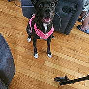 Sally joined the competition — help win amazing prizes! dog, black_dog, white_chest, pink_harness, sitting, open_mouth, happy, alert, pet, animal, indoors, living_room, hardwood_floor, recliner, furniture, water_bottle, human_legs, home, phone_screenshot, gallery_interface