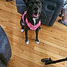 dog, black_dog, white_chest, pink_harness, sitting, open_mouth, happy, alert, pet, animal, indoors, living_room, hardwood_floor, recliner, furniture, water_bottle, human_legs, home, phone_screenshot, gallery_interface