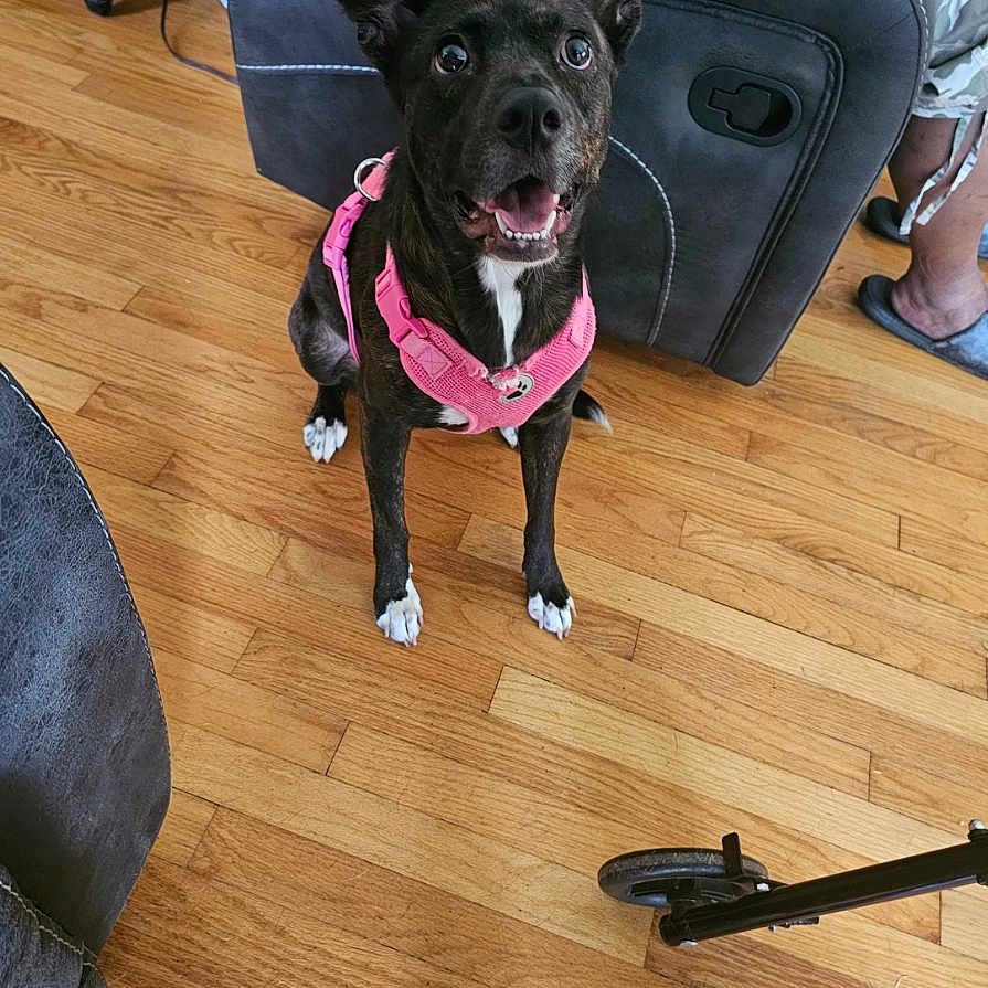 Sally joined the competition — help win amazing prizes! dog, black_dog, white_chest, pink_harness, sitting, open_mouth, happy, alert, pet, animal, indoors, living_room, hardwood_floor, recliner, furniture, water_bottle, human_legs, home, phone_screenshot, gallery_interface