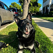 Thor is registered to the contest to win money with this photo: black_fur, brown_fur, canine, car, daytime, dog, ears_up, front_paws, grass, happy, leash, outdoor, parked_car, pet, residential_area, shadow, sidewalk, smiling, sunlight, tree