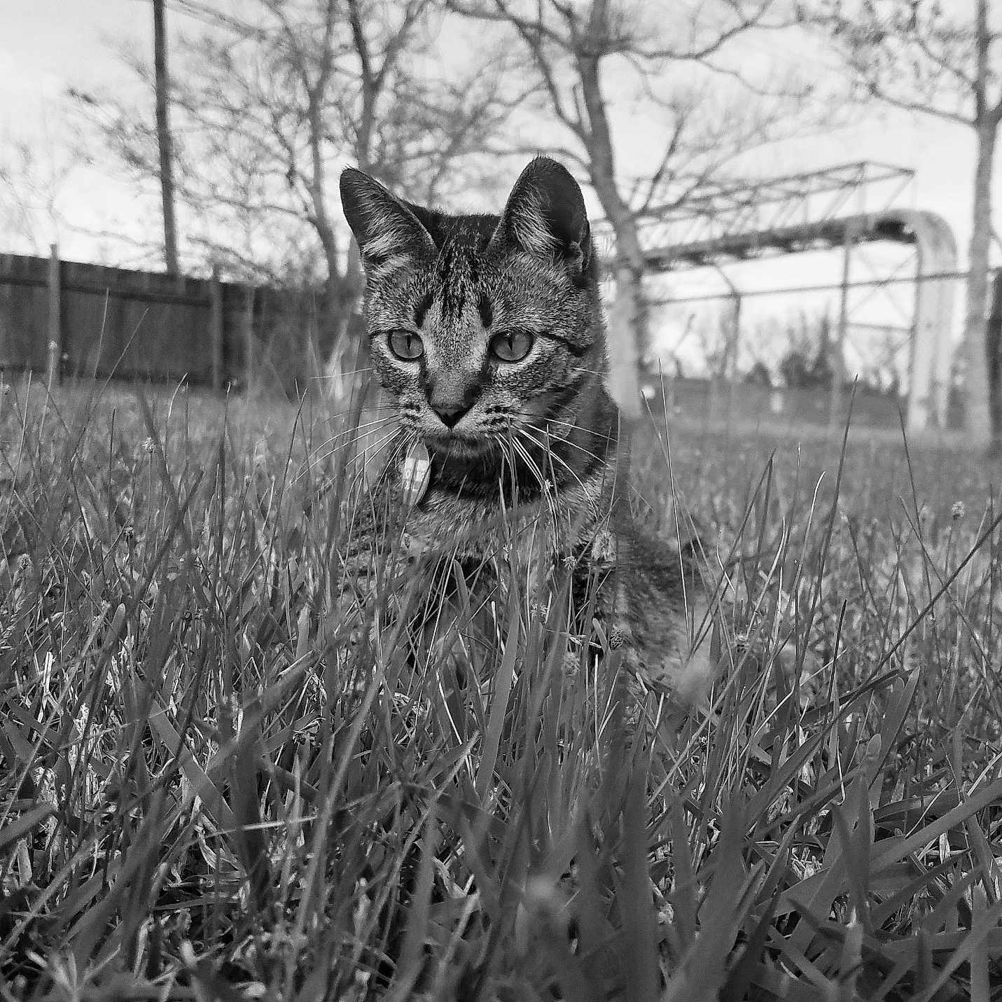 Splay joined the competition — help win amazing prizes! asian, black_and_white, carnivore, cat, domestic_short_haired_cat, eye, felidae, grass, grass_family, monochrome, monochrome_photography, photograph, photography, plant, small_to_medium_sized_cats, snout, tabby_cat, whiskers, wild_cat, wildlife