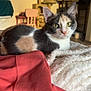 calico_cat, cat, indoor, blanket, red_cloth, cat_tree, furniture, wall_decor, cozy, resting, pet, animal, domestic, home, soft_texture, yellow_eyes, closeup, relaxed, whiskers, ears