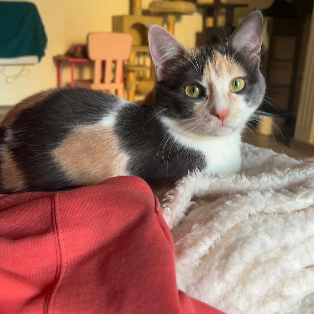 Kitty participe au concours pour gagner de l'argent avec cette photo : animal, blanket, calico_cat, cat, cat_tree, closeup, cozy, domestic, ears, furniture, home, indoor, pet, red_cloth, relaxed, resting, soft_texture, wall_decor, whiskers, yellow_eyes