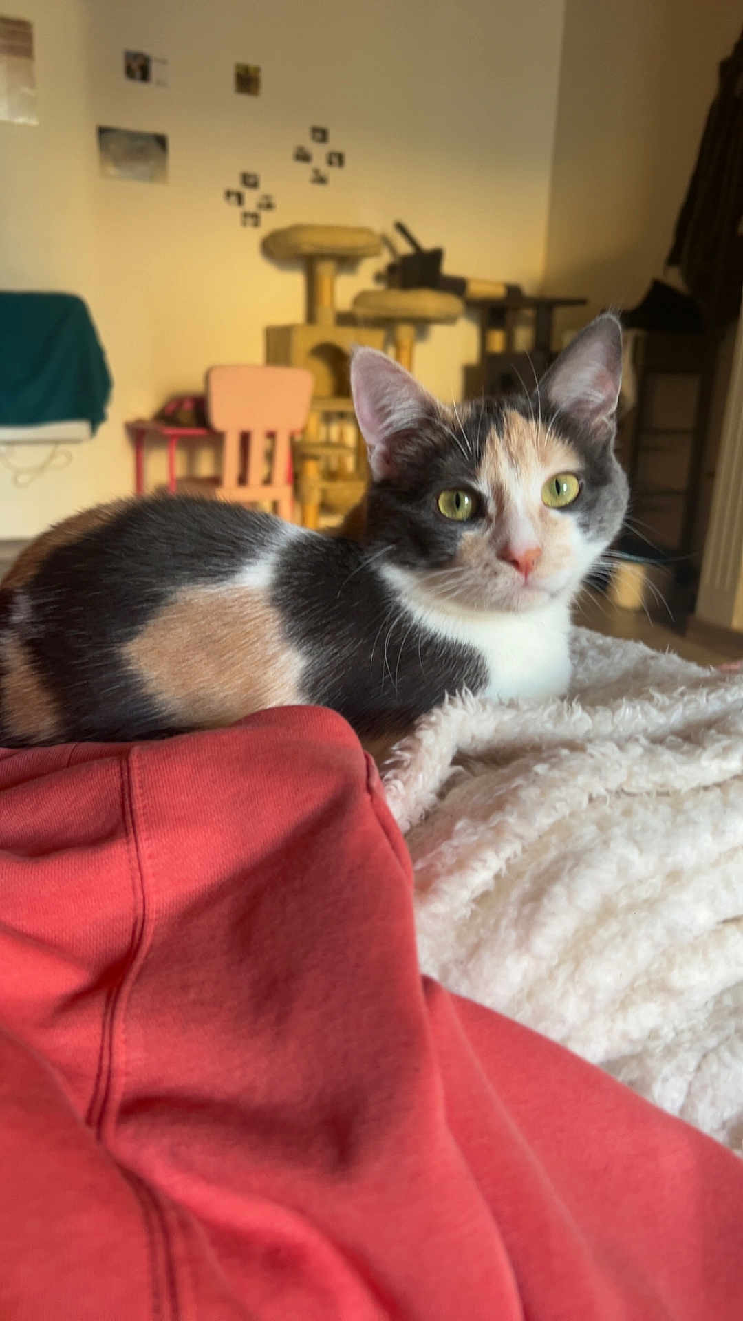 Kitty participe au concours pour gagner de l'argent avec cette photo : calico_cat, cat, indoor, blanket, red_cloth, cat_tree, furniture, wall_decor, cozy, resting, pet, animal, domestic, home, soft_texture, yellow_eyes, closeup, relaxed, whiskers, ears