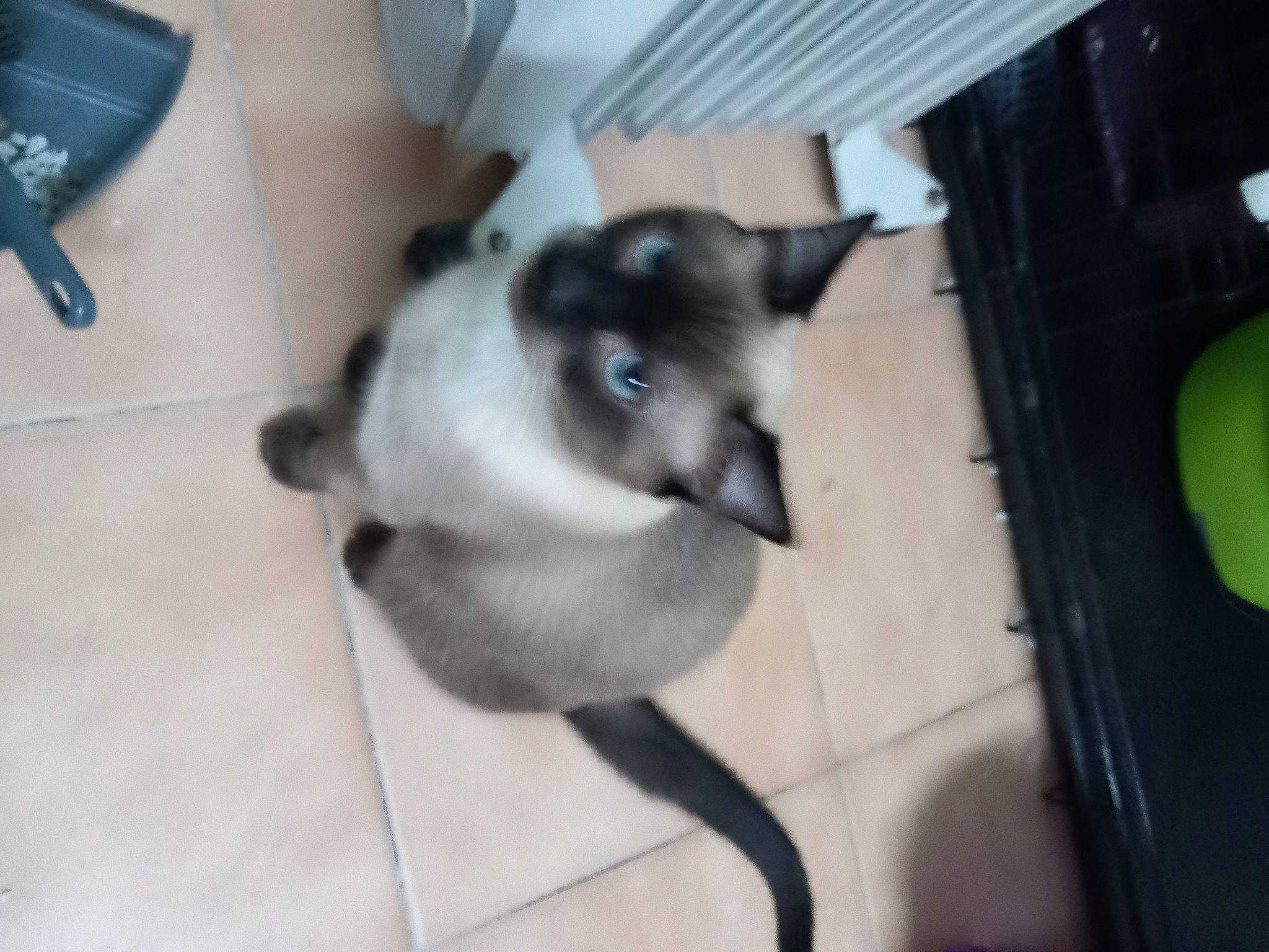 Titus participe au concours pour gagner de l'argent avec cette photo : balinese, carnivore, cat, claw, companion_dog, dog_breed, domestic_short_haired_cat, felidae, flooring, fur, paw, siamese, small_to_medium_sized_cats, tail, thai, tonkinese, whiskers