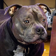 Eros is registered to the contest to win money with this photo: dog, pet, indoor, close_up, collar, brown, black, white, ears, nose, face, animal, domestic_animal, canine, fur, portrait, looking_away, background, paw_print, floor