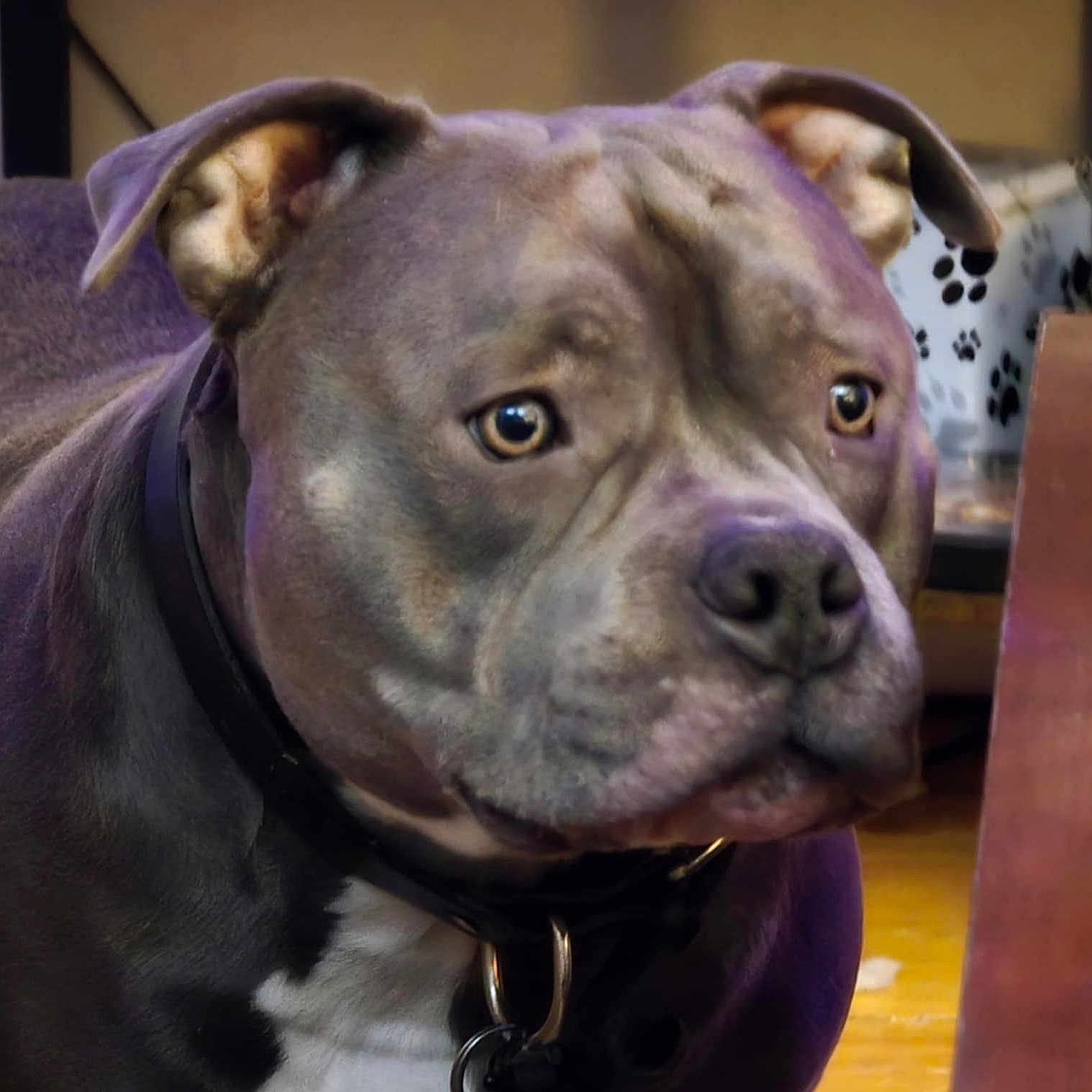 Eros is registered to the contest to win money with this photo: dog, pet, indoor, close_up, collar, brown, black, white, ears, nose, face, animal, domestic_animal, canine, fur, portrait, looking_away, background, paw_print, floor