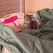 Cindy Lou Who joined the competition — help win amazing prizes! animal, bed, blanket, cat, cozy, curious, cute, domestic, fur, furniture, indoor, kitten, pet, pillow, resting, sleeping_area, small, soft, tabby, young