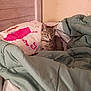 animal, bed, blanket, cat, cozy, curious, cute, domestic, fur, furniture, indoor, kitten, pet, pillow, resting, sleeping_area, small, soft, tabby, young