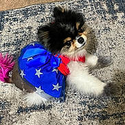 Tinkie joined the competition — help win amazing prizes! adorable, animal, blue, carpet, costume, cute, dog, domestic_animal, dress, fluffy, fur, indoor, lying_down, pet, pink_tail, playful, portrait, red_collar, small_dog, stars