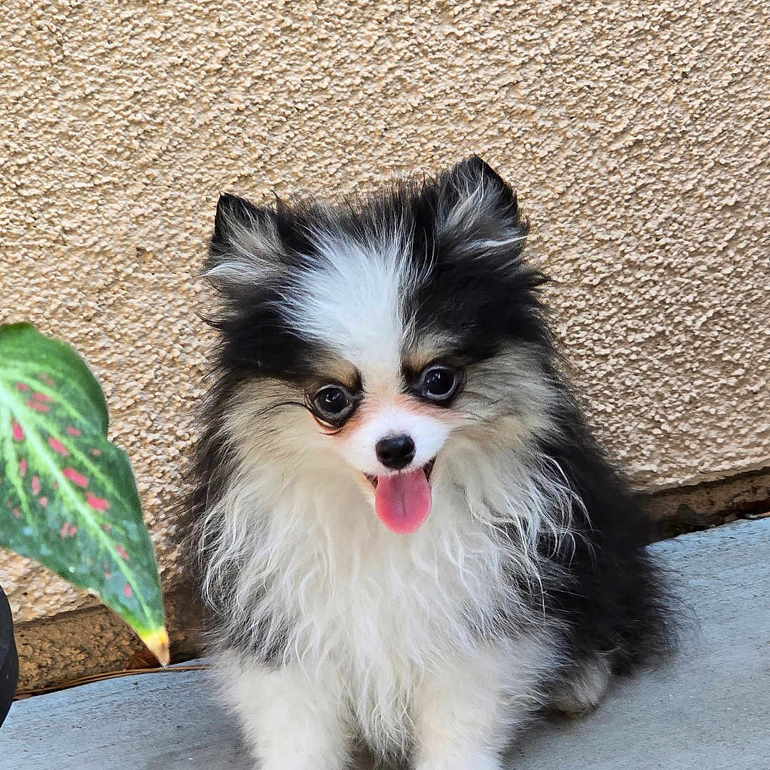 Romeo joined the competition — help win amazing prizes! adorable, animal, black_and_white, companion, concrete, cute, dog, expressive_eyes, fluffy, fur, leaf, nature, outdoor, pet, puppy, sitting, small_dog, tongue_out, wall, young