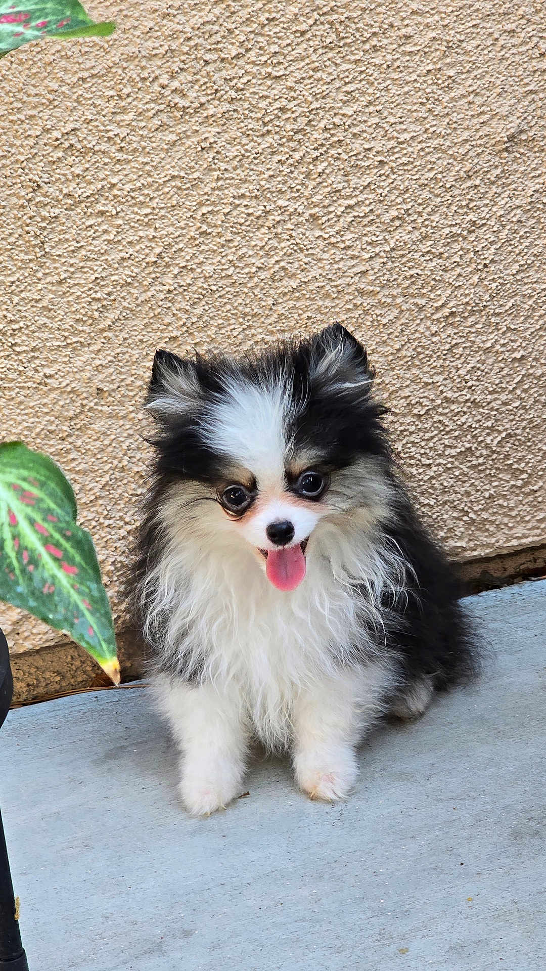 Romeo