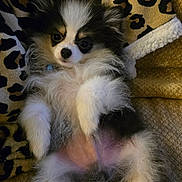 Romeo joined the competition — help win amazing prizes! animal, black_and_white, blanket, couch, cute, dog, ears, face, fluffy, fur, home, indoor, leopard_print, lying_down, nose, paw, pet, puppy, relaxed, small_dog