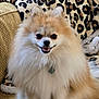 Albi is registered to the contest to win money with this photo: dog, pomeranian, fluffy, smiling, pet, cute, indoor, couch, blanket, leopard_print, fur, animal, small_dog, happy, sitting, face, ears, eyes, nose, collar