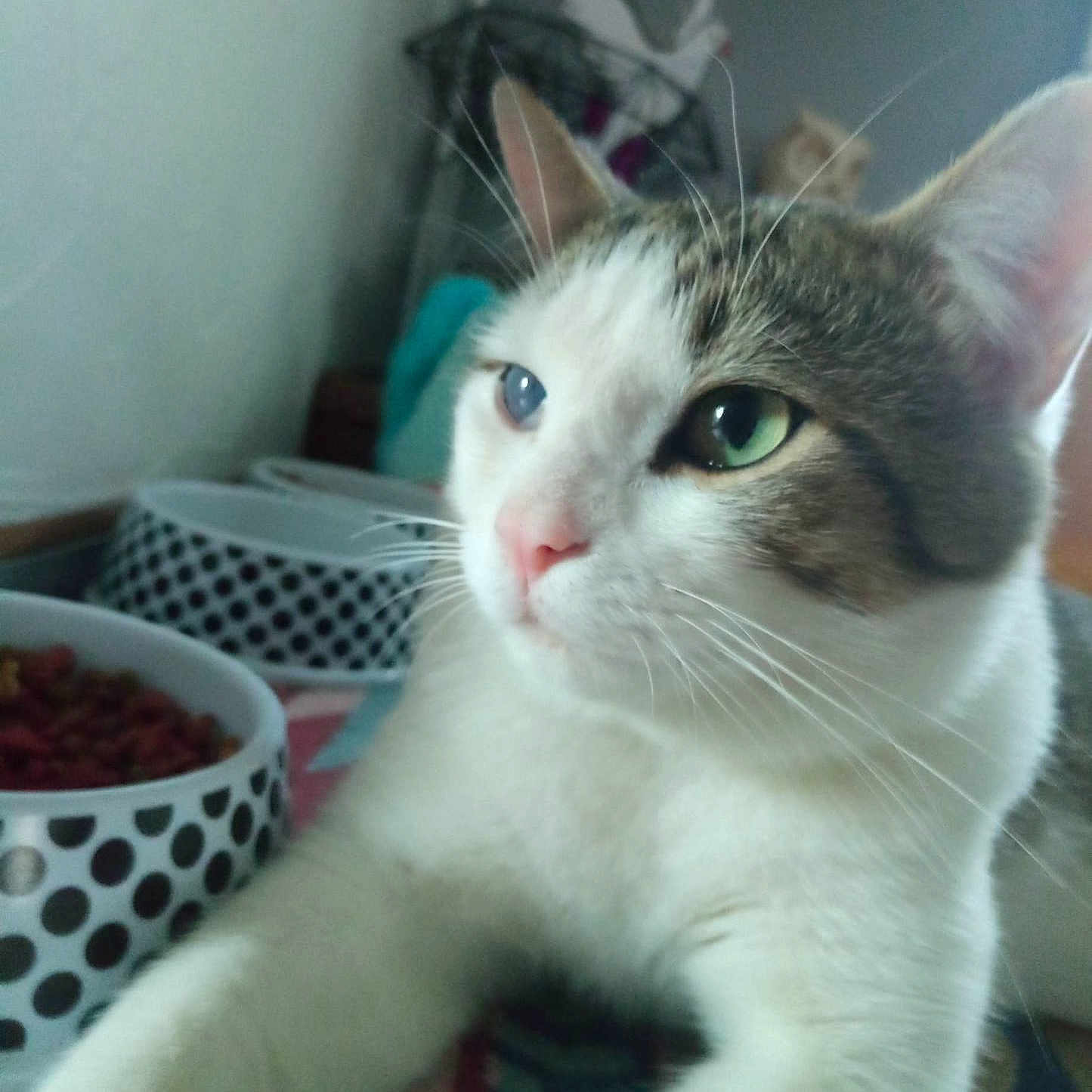Goliath participe au concours pour gagner de l'argent avec cette photo : cat, close_up, green_eyes, white_fur, tabby, whiskers, pink_nose, food_bowl, polka_dot, indoor, pet, curious, feline, animal, domestic, table, background, focus, paws, feeding