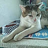 Goliath participe au concours pour gagner de l'argent avec cette photo : cat, animal, pet, indoor, food_bowl, polka_dot, relaxed, stretching, feline, decor, owl_figurine, bird_sculpture, carpet, table, cozy, whiskers, fur, paw, resting, domestic