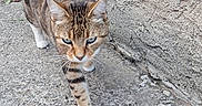 Vekman participe au concours pour gagner de l'argent avec cette photo : alert, animal, brick_wall, cat, concrete, curious, daylight, ears, feline, outdoor, paw, pet, sidewalk, street, stripes, tabby, tail_up, texture, walking, whiskers