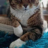 cat, tabby, white_paws, furry, blue_rug, indoor, pet, animal, relaxed, close_up, portrait, whiskers, soft_light, feline, cozy, home, blurred_background, laying_down, cute, calm
