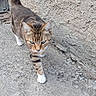 Vekman participe au concours pour gagner de l'argent avec cette photo : alert, animal, blue_eyes, brick_wall, cat, concrete, curious, daylight, feline, mammal, outdoor, paws, pet, sidewalk, street, stucco, tabby, tail_up, walking, whiskers