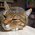 Lastvoidcat L.