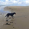 Pitche a rejoint le concours — aidez-le/la à gagner de superbes lots ! dog, beach, shoreline, ocean, sand, seawater, waves, coastline, dunes, clouds, sky, outdoors, animal, pet, walking, standing, black_and_tan, wet_sand, seaweed, landscape