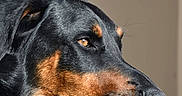 Pitche a rejoint le concours — aidez-le/la à gagner de superbes lots ! dog, doberman, black_and_tan, portrait, close_up, animal, pet, canine, short_hair, floppy_ears, brown_markings, black_fur, brown_fur, amber_eye, side_profile, muzzle, nose, whiskers, indoor, serious_expression