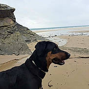 Pitche participe au concours pour gagner de l'argent avec cette photo : dog, beach, coastline, ocean, seashore, sand, rock, cliff, tide_pool, waves, seaweed, outdoors, black_and_tan, large_dog, portrait, profile, collar, happy, nature, shoreline