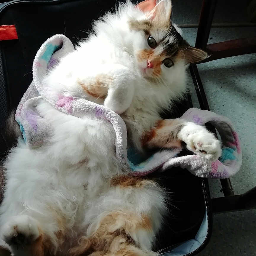 Coquillette participe au concours pour gagner de l'argent avec cette photo : cat, fluffy, towel, chair, relaxed, indoor, pet, white_fur, brown_fur, curious, paws, feline, cute, domestic_animal, resting, cozy, animal, looking_at_camera, fur, whiskers