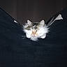 animal, cat, closeup, comfort, cozy, cute, dark_background, ears, face, feline, fluffy, fur, indoor, nestled, peeking, pet, resting, sleepy, soft, whiskers